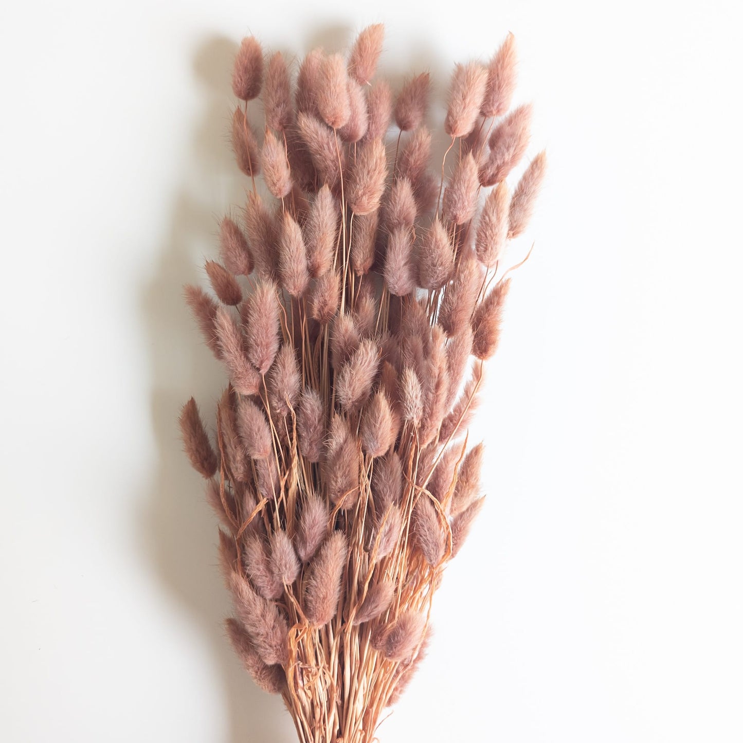 Dusty Rose Bunny Tails - 120 Stems